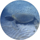 Christine C. profile picture